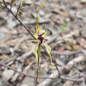 Caladenia atrovespa (Green-comb Spider Orchid) at Isaacs, ACT - Yesterday by Mike