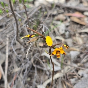 Diuris semilunulata at Fadden, ACT - Yesterday by Mike