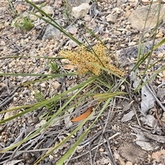 Lomandra multiflora (Many-flowered Matrush) at Fadden, ACT - 12 Oct 2025 by Mike