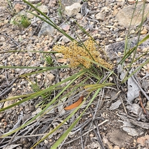 Lomandra multiflora (Many-flowered Matrush) at Fadden, ACT - Yesterday by Mike