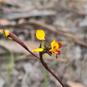 Diuris chryseopsis at Isaacs, ACT - Yesterday by Mike