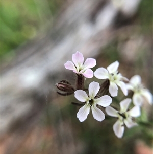 Silene gallica (French Catchfly) at Crowther, NSW - Yesterday by Frecko