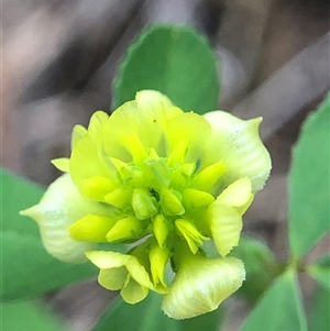 Trifolium campestre (Hop Clover) at Crowther, NSW - Yesterday by Frecko