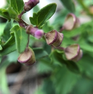 Scutellaria humilis (Dwarf Skullcap) at Crowther, NSW - Yesterday by Frecko