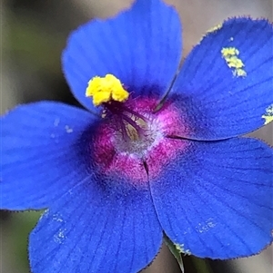 Lysimachia loeflingii (Blue Pimpernel) at Crowther, NSW - Yesterday by Frecko