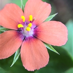 Lysimachia arvensis (Scarlet Pimpernel) at Crowther, NSW - Yesterday by Frecko