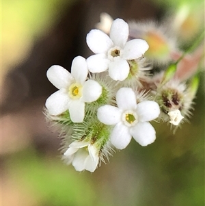 Myosotis discolor (Forget-me-not) at Crowther, NSW - Yesterday by Frecko