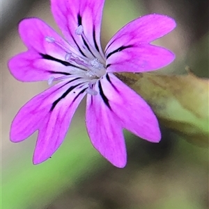 Petrorhagia dubia (Hairy Pink) at Crowther, NSW - Yesterday by Frecko