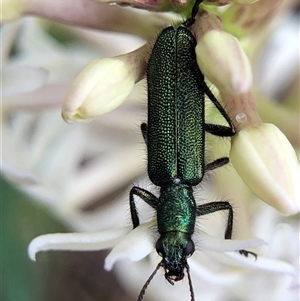 Eleale aspera (Clerid beetle) at Crowther, NSW - Yesterday by Frecko