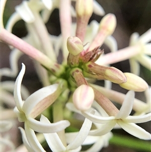 Stackhousia monogyna (Creamy Candles) at Crowther, NSW - Yesterday by Frecko