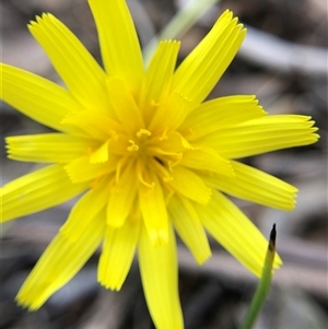 Microseris walteri (Yam Daisy, Murnong) at Crowther, NSW - Yesterday by Frecko