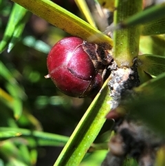Melichrus erubescens (Ruby Urn Heath) at Crowther, NSW - 12 Oct 2025 by Frecko