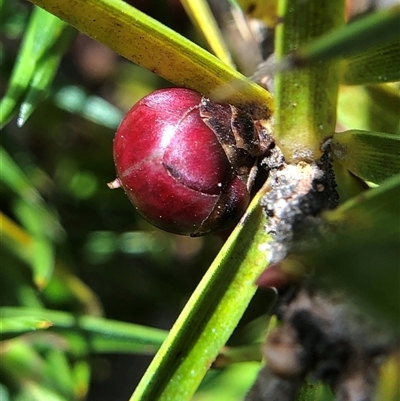 Melichrus erubescens (Ruby Urn Heath) at Crowther, NSW - 12 Oct 2025 by Frecko