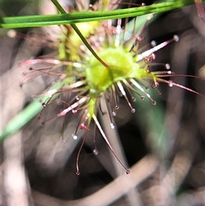 Drosera auriculata at Crowther, NSW - Yesterday by Frecko
