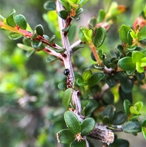 Pseudanthus divaricatissimus (Tangled Pseudanthus) at Crowther, NSW - Yesterday by Frecko