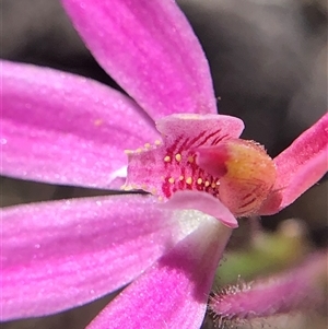 Caladenia carnea (Pink Fingers) at Crowther, NSW - Yesterday by Frecko