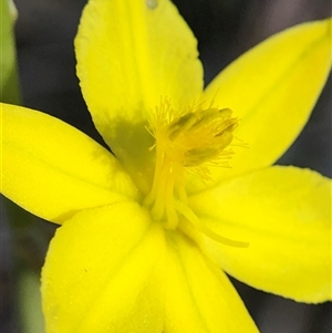 Bulbine bulbosa (Golden Lily, Bulbine Lily) at Crowther, NSW - Yesterday by Frecko