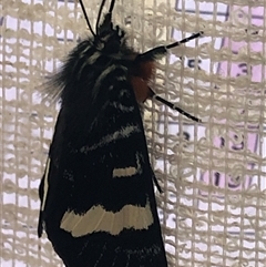 Phalaenoides glycinae (Grapevine Moth) at Crowther, NSW - 10 Oct 2025 by Frecko