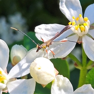 Enchoptera apicalis (Longhorn beetle) at Braidwood, NSW - Yesterday by MatthewFrawley