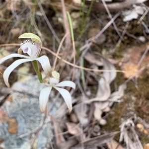 Caladenia ustulata (Brown Caps) at Uriarra Village, ACT - Yesterday by LukeMcElhinney