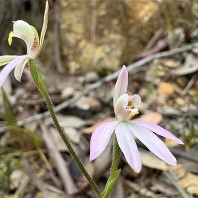 Caladenia carnea (Pink Fingers) at Uriarra Village, ACT - 12 Oct 2025 by LukeMcElhinney