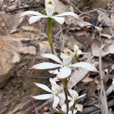 Caladenia ustulata (Brown Caps) at Uriarra Village, ACT - 12 Oct 2025 by LukeMcElhinney