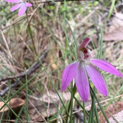 Caladenia carnea (Pink Fingers) at Uriarra Village, ACT - 12 Oct 2025 by LukeMcElhinney