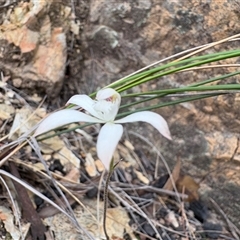 Caladenia ustulata (Brown Caps) at Uriarra Village, ACT - 12 Oct 2025 by LukeMcElhinney
