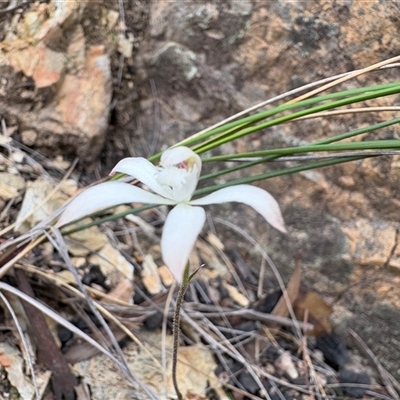 Caladenia ustulata (Brown Caps) at Uriarra Village, ACT - 12 Oct 2025 by LukeMcElhinney
