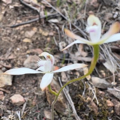 Caladenia ustulata (Brown Caps) at Uriarra Village, ACT - 12 Oct 2025 by LukeMcElhinney