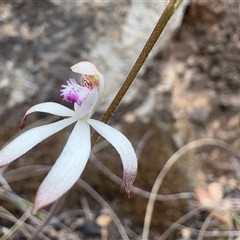 Caladenia ustulata (Brown Caps) at Uriarra Village, ACT - 12 Oct 2025 by LukeMcElhinney
