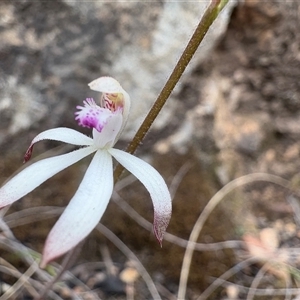 Caladenia ustulata (Brown Caps) at Uriarra Village, ACT - Yesterday by LukeMcElhinney