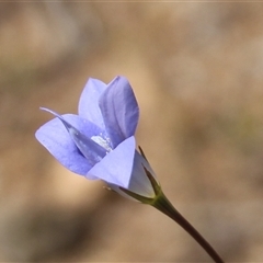 Wahlenbergia sp. at Denman Prospect, ACT - 11 Oct 2025 by Jennybach