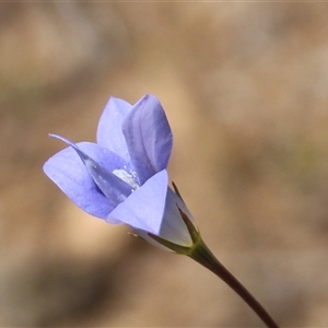 Wahlenbergia sp. at Denman Prospect, ACT - 11 Oct 2025 by Jennybach