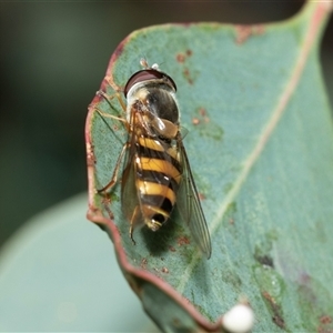 Eupeodes (Macrosyrphus) confrater at Higgins, ACT - 11 Oct 2025 by AlisonMilton