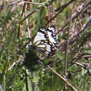 Unverified Butterfly (Lepidoptera, Rhopalocera) at Denman Prospect, ACT - Yesterday by Jennybach