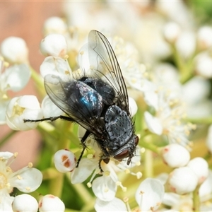 Unverified Bristle Fly (Tachinidae) at Higgins, ACT - 11 Oct 2025 by AlisonMilton