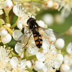 Simosyrphus grandicornis (Common hover fly) at Higgins, ACT - 11 Oct 2025 by AlisonMilton
