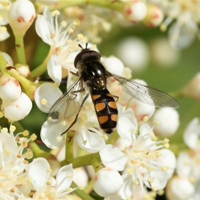 Simosyrphus grandicornis (Common hover fly) at Higgins, ACT - 11 Oct 2025 by AlisonMilton