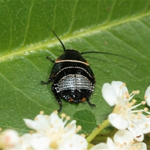 Ellipsidion australe (Austral Ellipsidion cockroach) at Higgins, ACT - 11 Oct 2025 by AlisonMilton