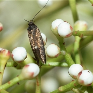 Leistomorpha brontoscopa (A concealer moth) at Higgins, ACT - 11 Oct 2025 by AlisonMilton