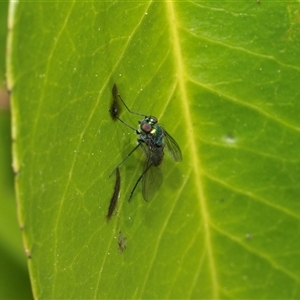 Unverified Long-legged Fly (Dolichopodidae) at Higgins, ACT - 11 Oct 2025 by AlisonMilton