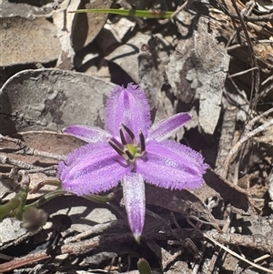 Thysanotus patersonii (Twining Fringe Lily) at Carwoola, NSW - Yesterday by LeahColebrook