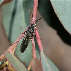 Unverified Wasp (Hymenoptera, Apocrita) at Higgins, ACT - 11 Oct 2025 by AlisonMilton