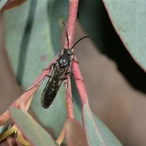 Unverified Wasp (Hymenoptera, Apocrita) at Higgins, ACT - 11 Oct 2025 by AlisonMilton