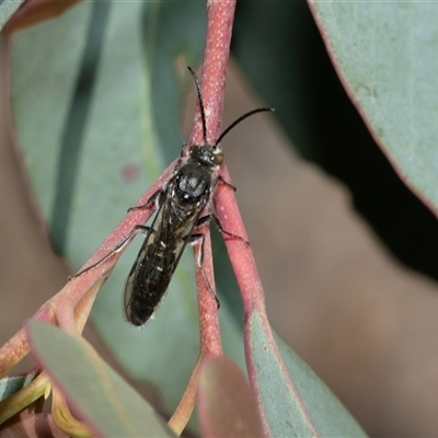 Unverified Wasp (Hymenoptera, Apocrita) at Higgins, ACT - 11 Oct 2025 by AlisonMilton