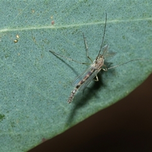 Unverified Crane fly, midge, mosquito or gnat (several families) at Higgins, ACT - 11 Oct 2025 by AlisonMilton