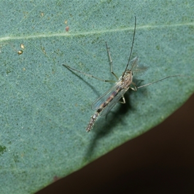 Chironomidae (family) (Non-biting Midge) at Higgins, ACT - 11 Oct 2025 by AlisonMilton