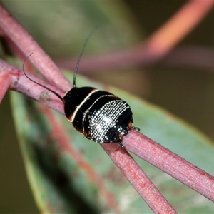 Ellipsidion australe (Austral Ellipsidion cockroach) at Higgins, ACT - 11 Oct 2025 by AlisonMilton