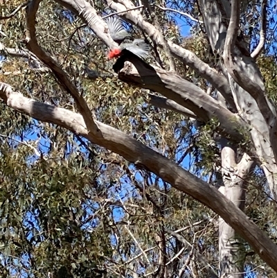 Callocephalon fimbriatum (Gang-gang Cockatoo) at Aranda, ACT - 12 Oct 2025 by LydiaB